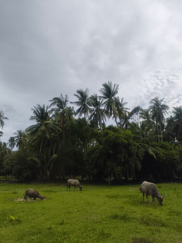 Water buffalo graze in Thai village fields