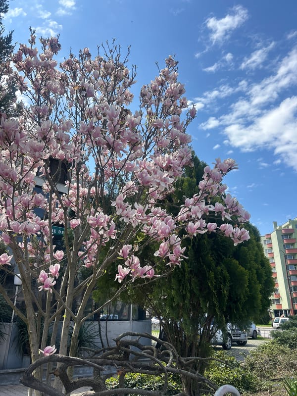 Magnolia tree blooms pink and white in Dimitrovgrad, Bulgaria