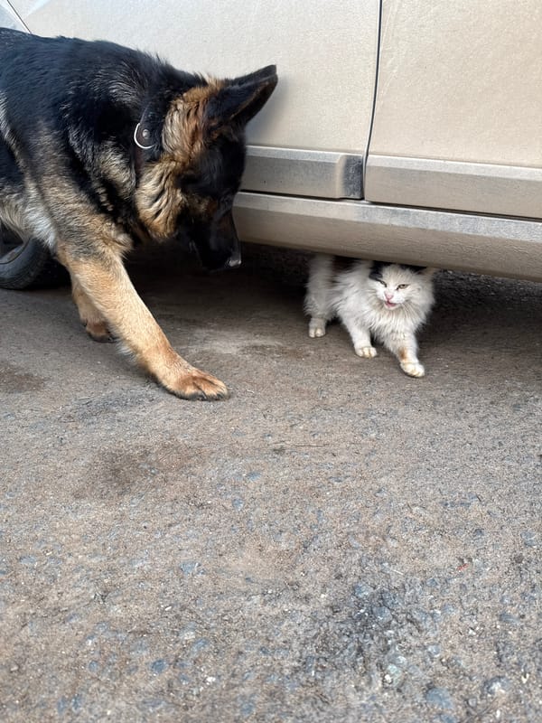 Pet interaction and rust cleaning captured in Russia