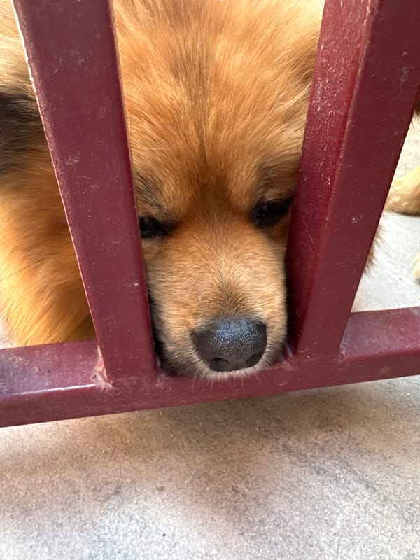 Dogs photographed in everyday moments around Bulgarian village