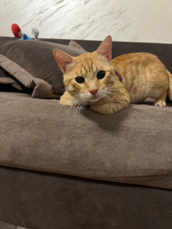 Orange cat in purple harness observed indoors during Podgorica sunset