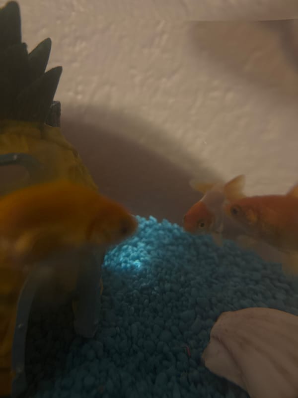 Two goldfish observed in decorated home aquarium, Garmen Bulgaria