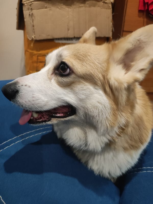 Family enjoys quiet afternoon with corgi in Votkinsk home