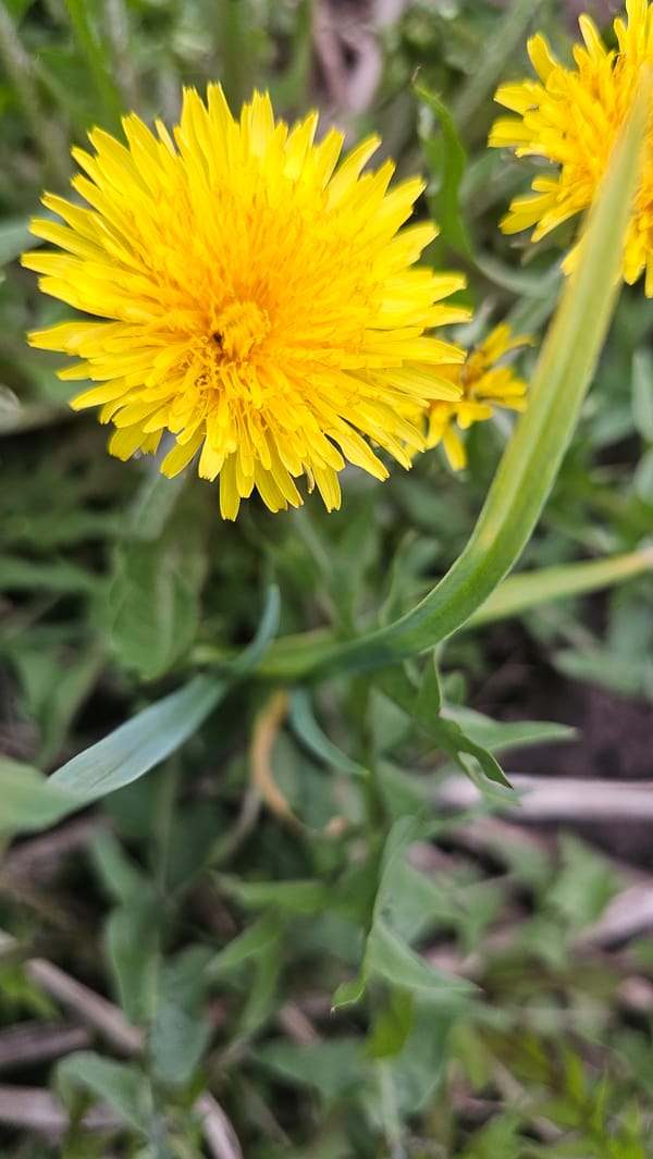 Spring day captured in Neftekamsk: flowers blooming, families gathering outdoors
