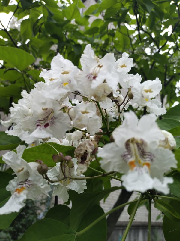 Nature walk through Horishni Plavni capturing flowers, trees, and street life