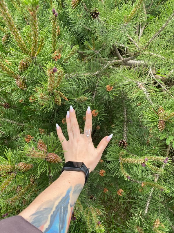 Person explores nature, reaches into pine branches in Sharkan