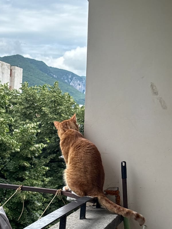 Orange tabby cat and Chihuahua spend morning relaxing indoors