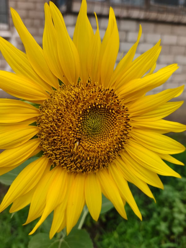 Sunflower and hazy sky in Kryvyi Rih, mid-July afternoon