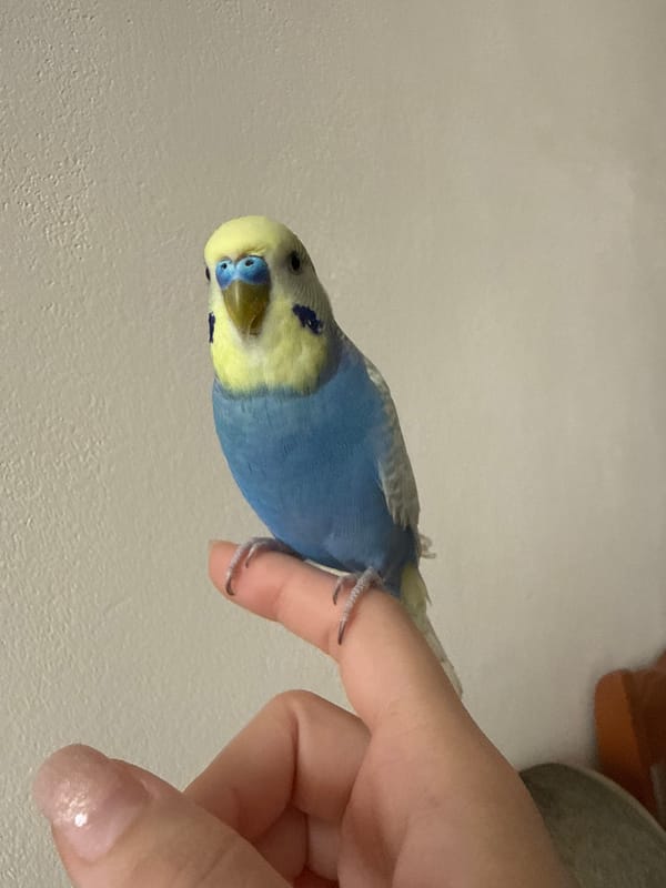 Male budgerigar perches on finger in Varna, Bulgaria