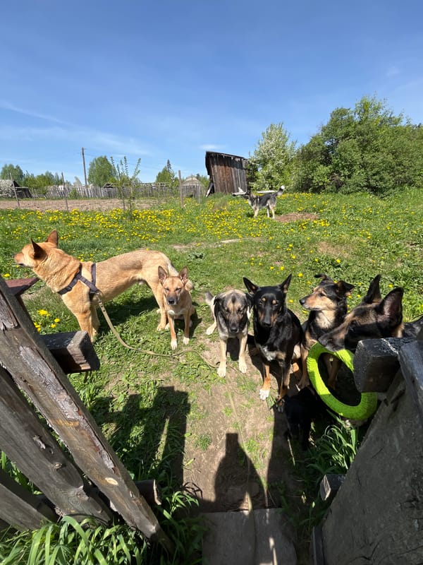 Morning dog life documented in Nizhny Tagil households