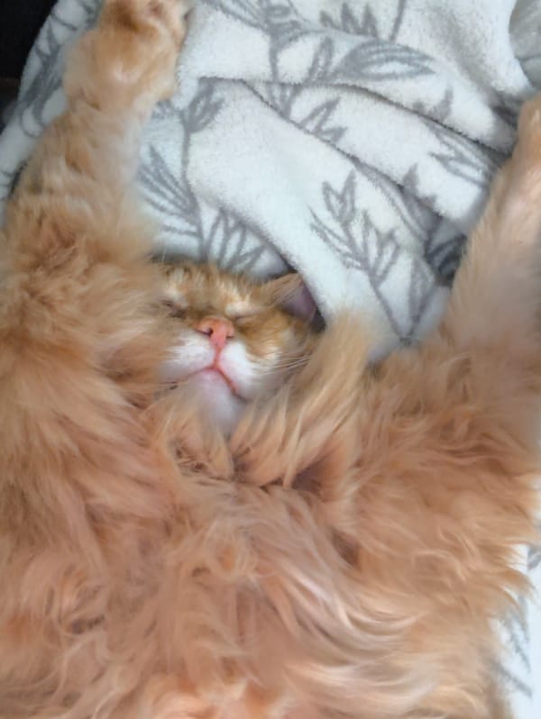 Lazy afternoon at home with a sleeping ginger cat