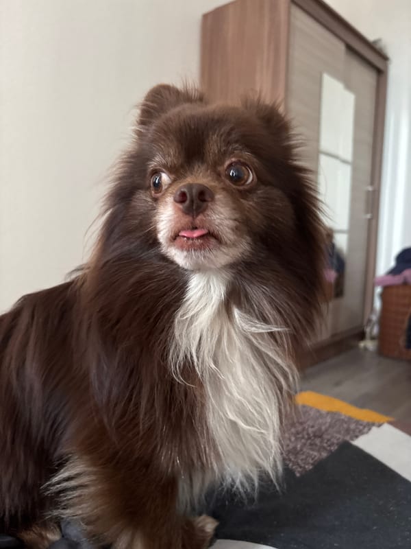 Chihuahua chilling indoors on a patterned blanket, tongue out.