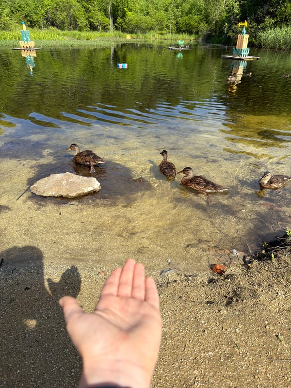 Lazy afternoon by the duck pond in Kul'dur, Russia