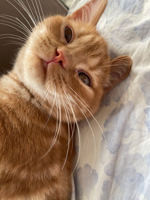 Orange tabby fully commits to a lazy morning in Kommunarka