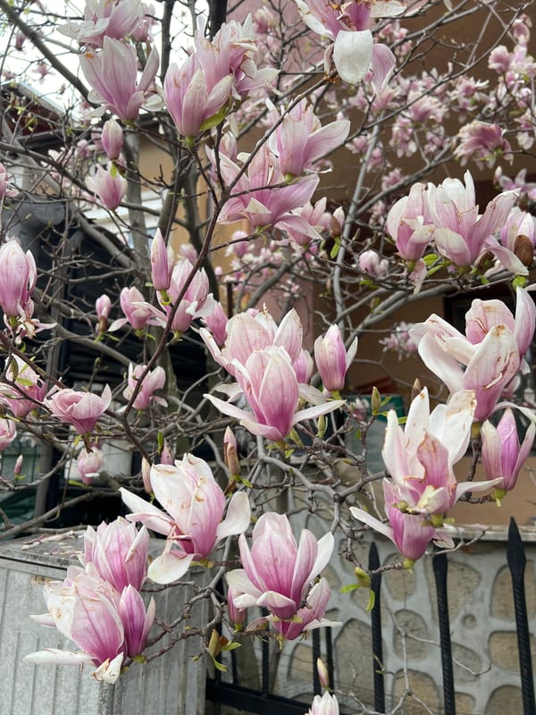 Spring scenes captured in Svilengrad: magnolia blooms, stroller walk, street cat