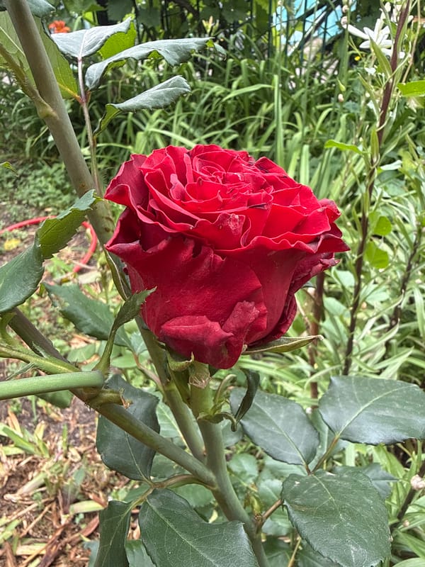A Ukrainian garden in full summer bloom, flora and fauna