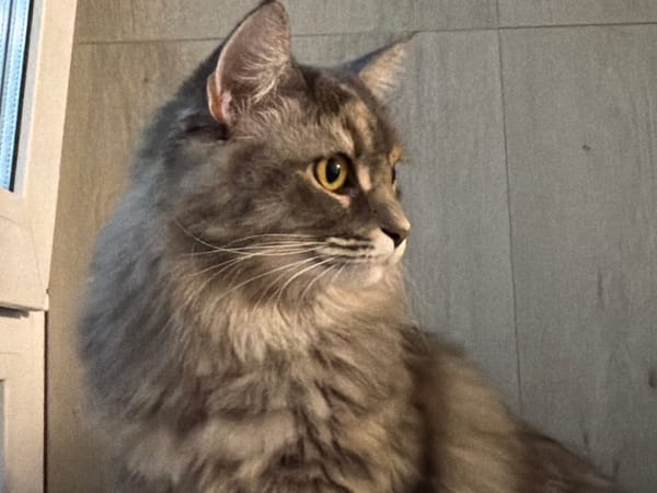 Close-up portrait session with a fluffy gray tabby cat in Izhevsk