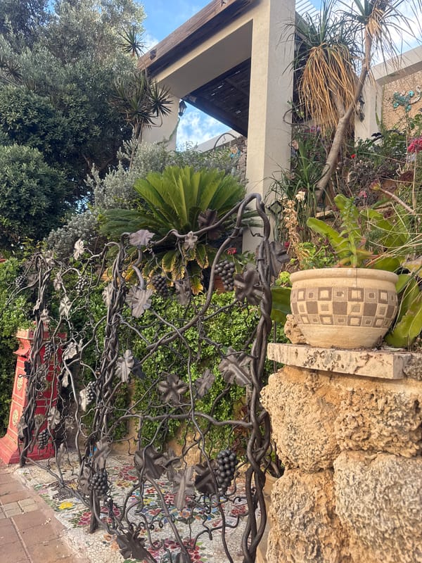 Ornamental grape vine fence observed in Netanya garden