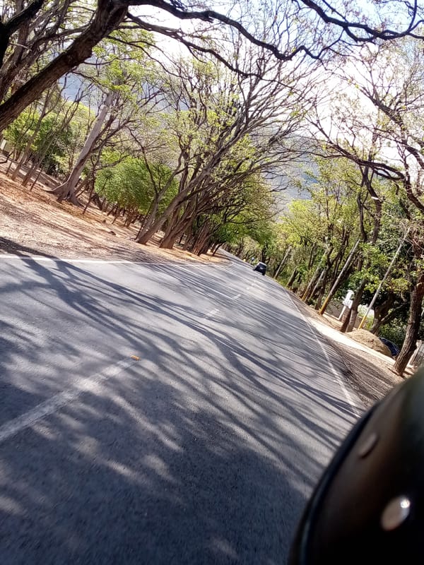 Tree-lined road forms natural tunnel in Juan Griego, Venezuela