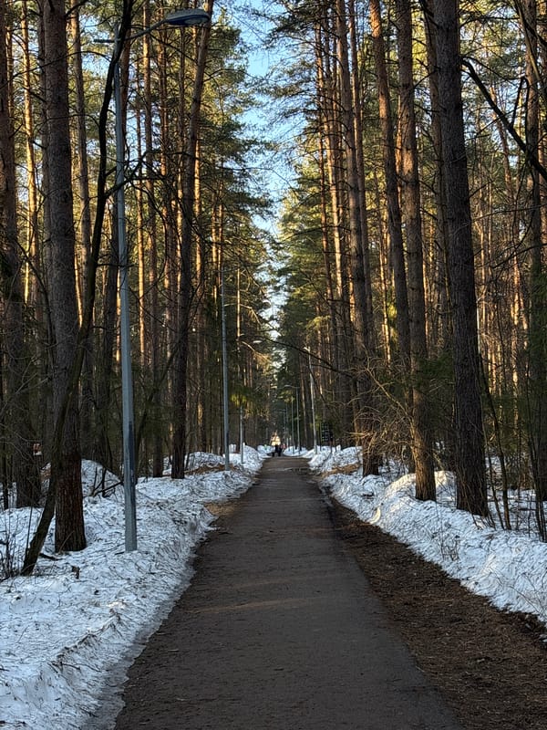 Snow-covered forest path photographed in Perm, Russia