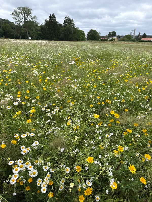 Wildflower meadow in Kołczewo with nearby pipe trench work