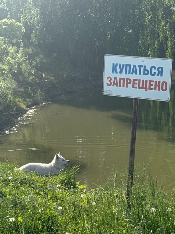 Everyday wildlife and waterside moments documented in Khvalynsk, Russia