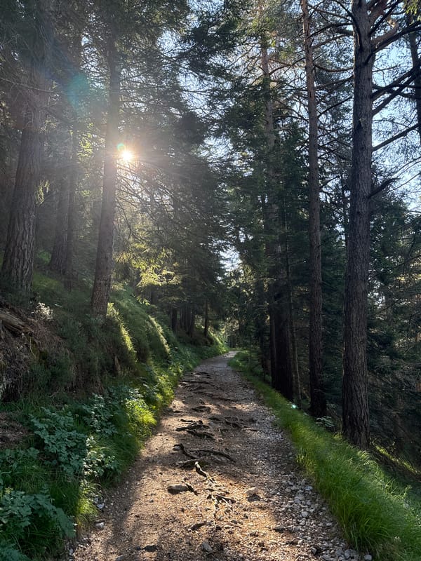 Forest trail hike in Molveno with a donkey farm stop