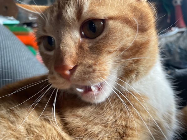 Orange tabby cat documented throughout morning in Zlatograd, Bulgaria