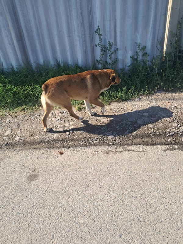 Morning walk through Shymkent: mosques, streets, and an energy drink