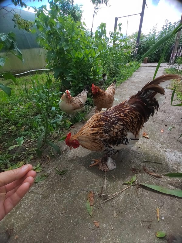 Backyard chickens and roses in a Psebai homestead