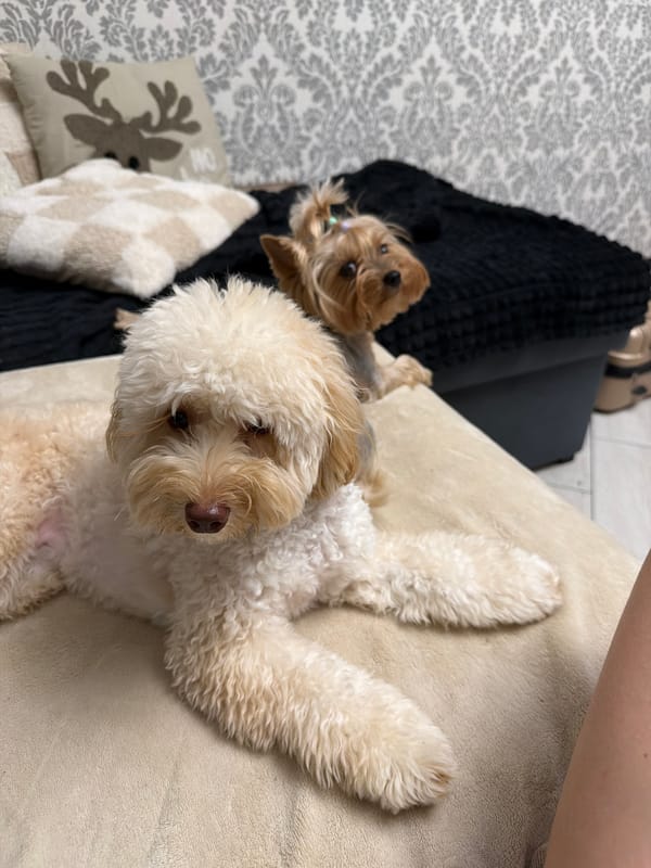 Pet photos and a selfie from a Bila Tserkva apartment