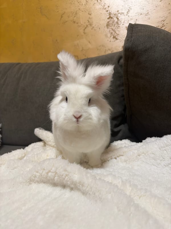White rabbit rests on sofa in Bulgarian home
