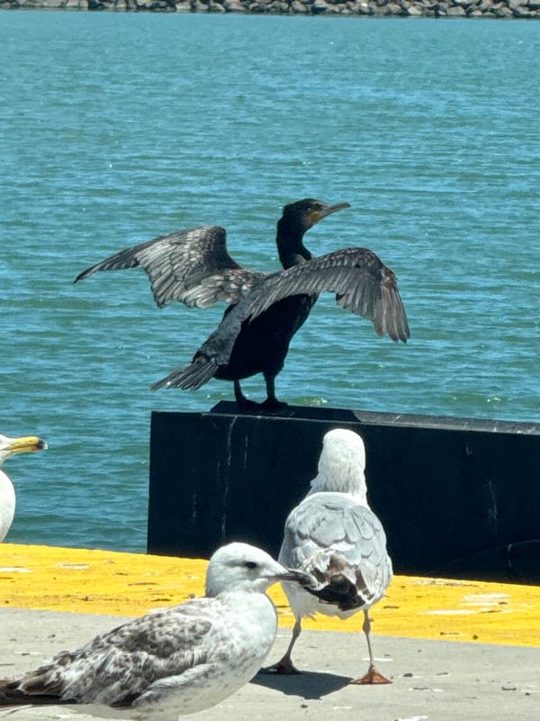 Cormorant spreads wings on waterfront structure in Burgas