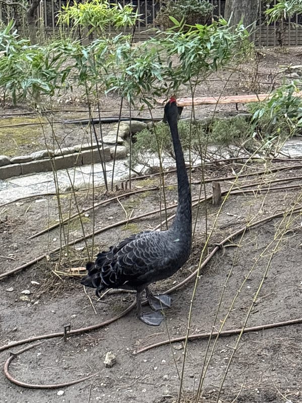Black swan spotted foraging in Sofia park
