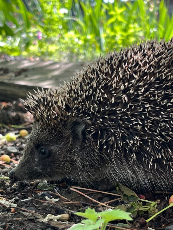 Hedgehog spotted foraging among berries in rural Russia