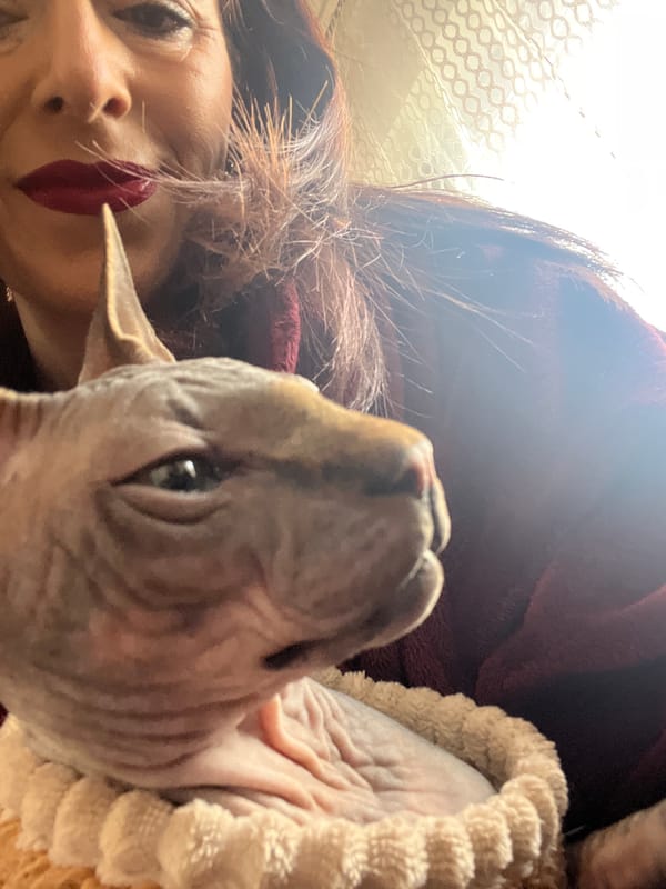 Woman documents morning moments with dressed Sphynx cat in Germany