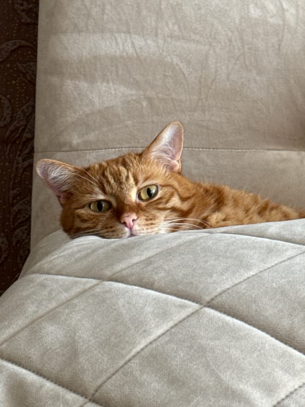 Orange tabby cat lounging on furniture in Vologda home