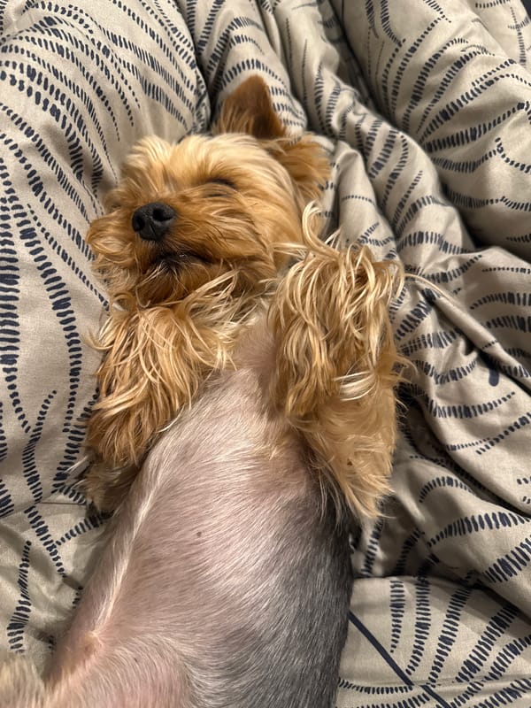 Yorkshire Terrier sleeps on fabric in Pernik, Bulgaria