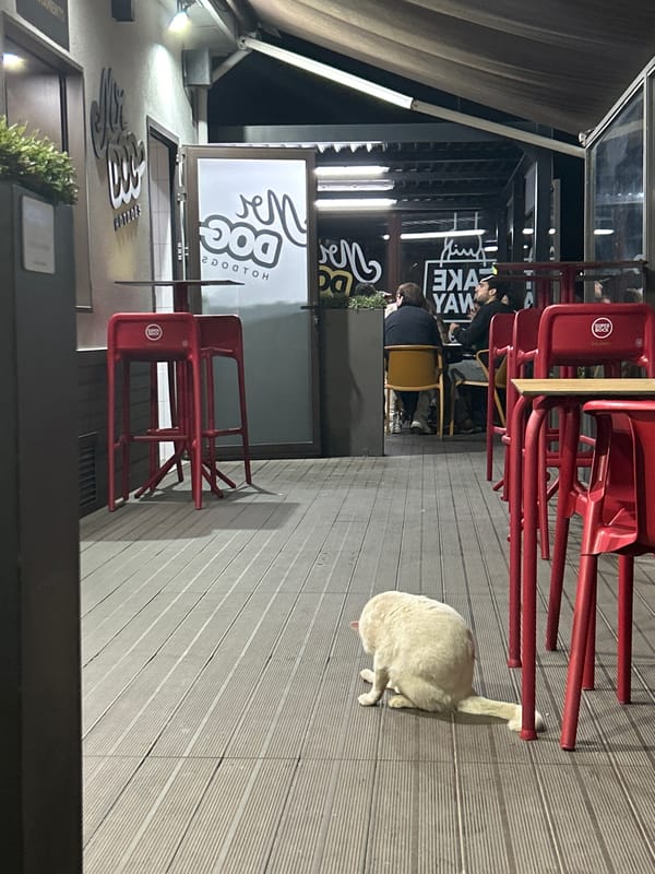 White cat stretches at hotdog restaurant in Portugal