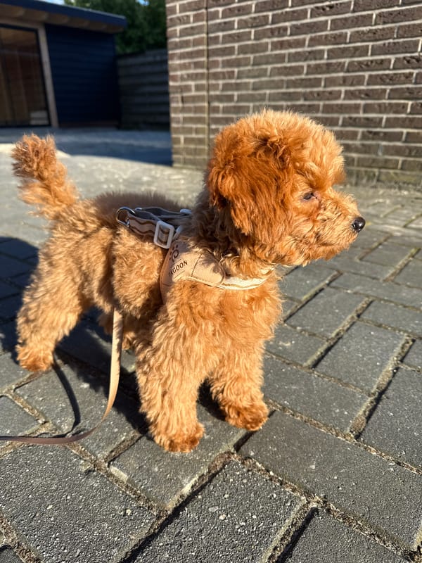 Small poodle in harness spotted on Marum walkway