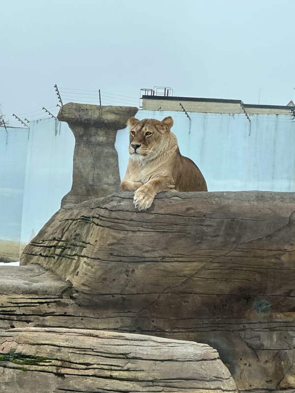 Lioness rests at Kazan zoo facility