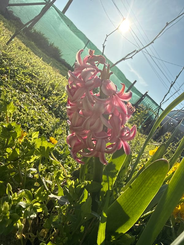 Pink hyacinths bloom in Bulgarian garden