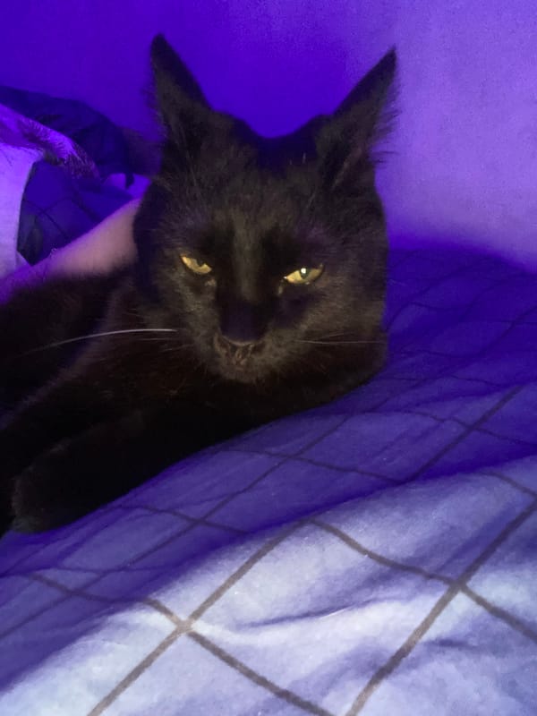 Black cat photographed resting on checkered bedding in Izhevsk