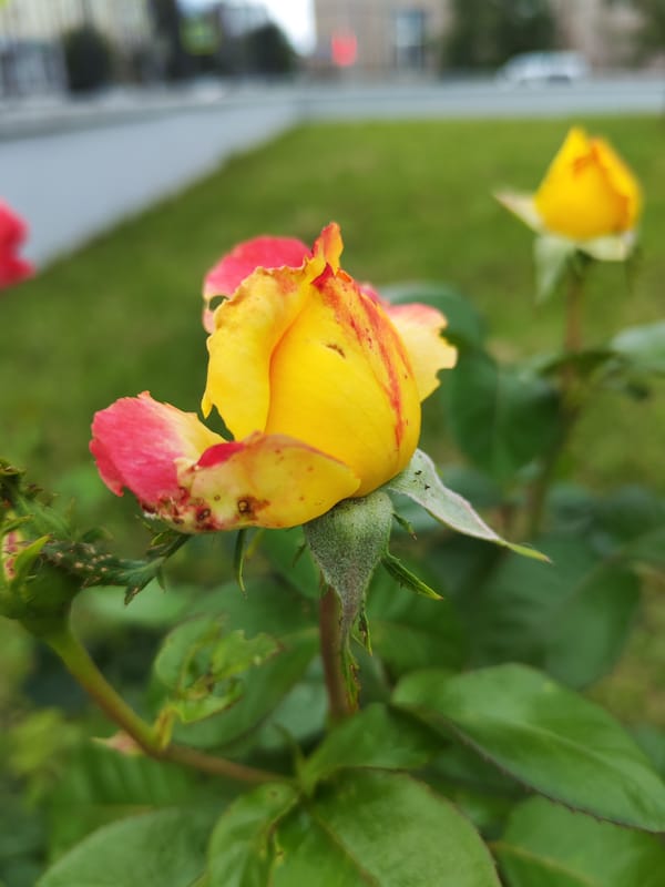 Morning stroll through a city neighborhood, flowers and street life