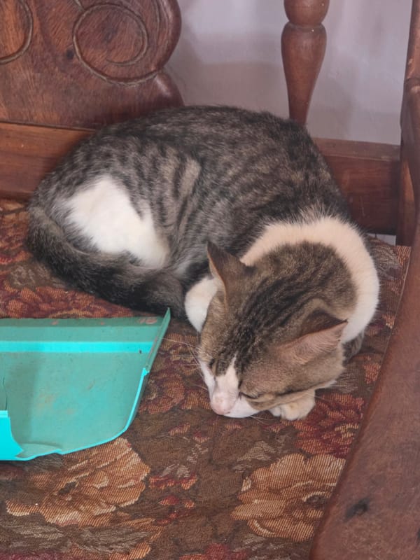 Domestic animals and garden life documented in Pampatar, Venezuela