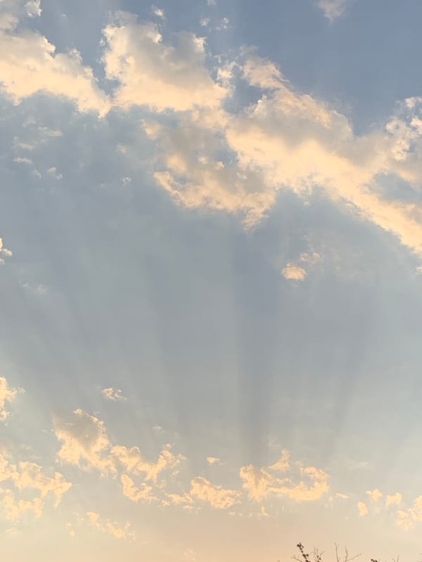 Crepuscular rays and a perched bird over Tashkent