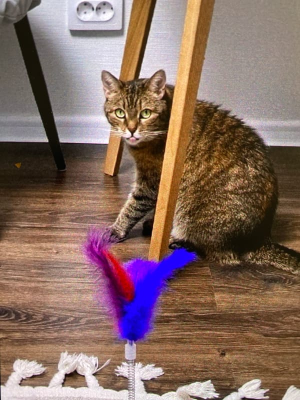 Saint Petersburg resident documents cats, neighborhoods, sunset scenes