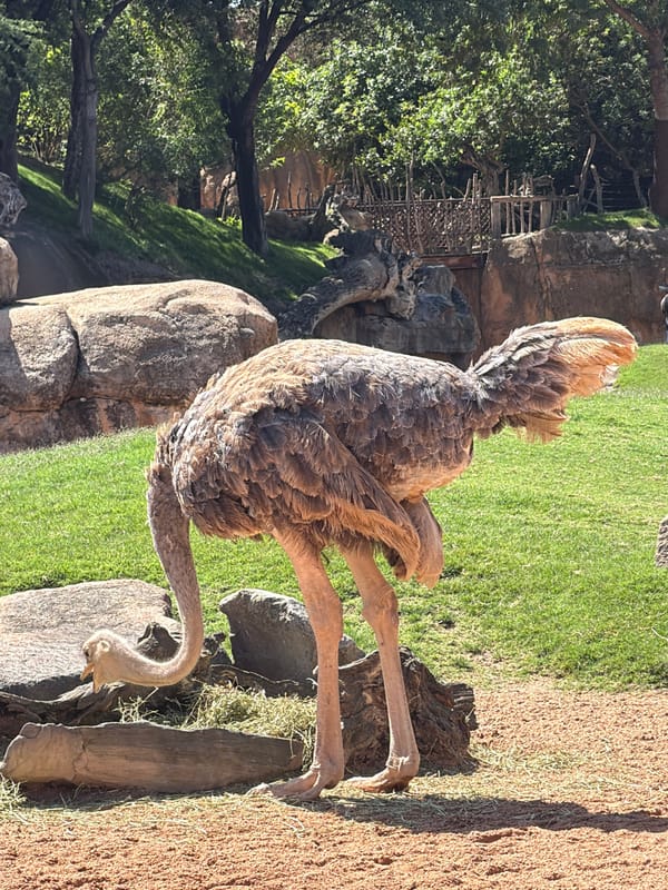 Zoo day: giraffes, elephants, ostriches, and a cold one