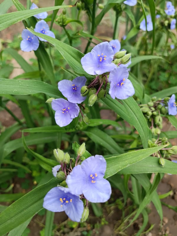 Summer blooms and fresh cherries in Zaporizhzhia