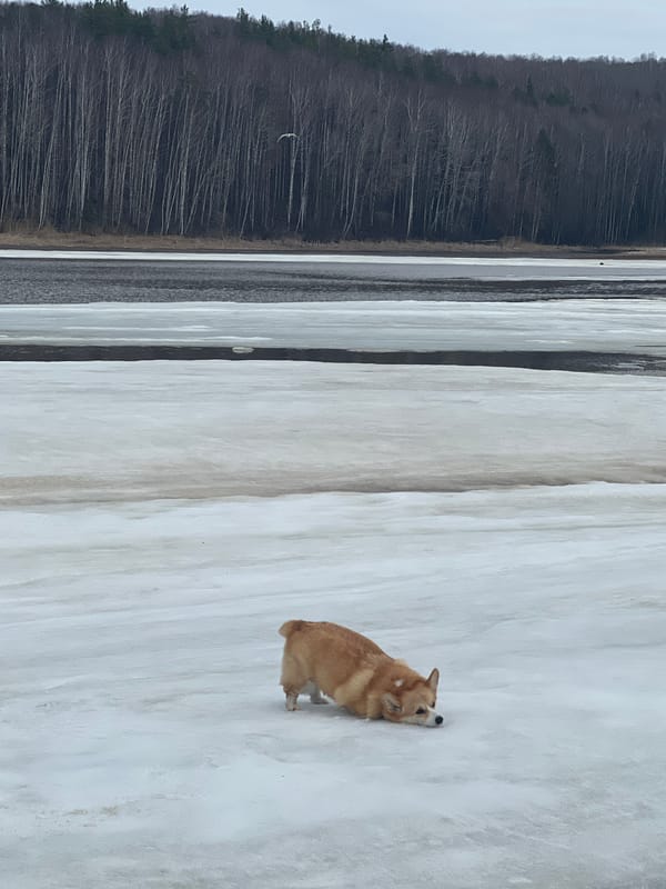 Corgi spotted on frozen lake surface in Chaykovsky, Russia